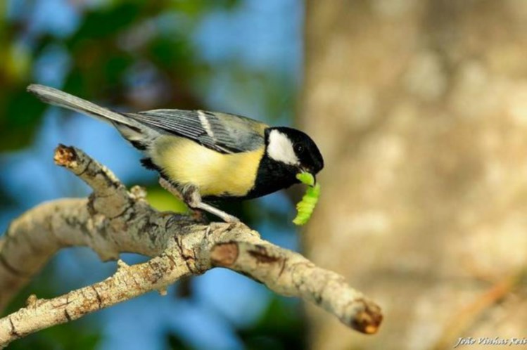 Câmara de Albufeira instala ninhos de aves para controlar lagarta do pinheiro 817546?tp=UH&db=IMAGENS&w=749